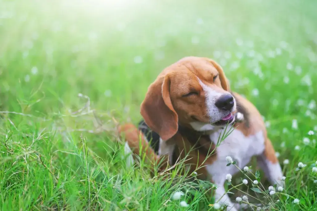 Beagle is sitting in the grass, scratching.