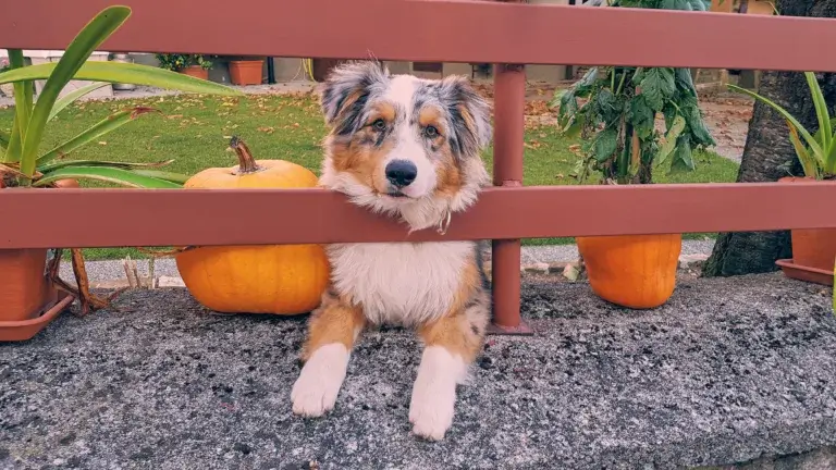 Aussie dog lying next to pumpkins at a pumpkin patch.
