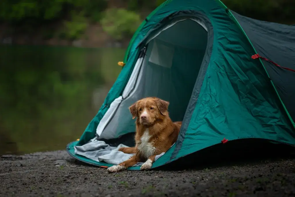 Dog lying in a tent in a cool autumn day.