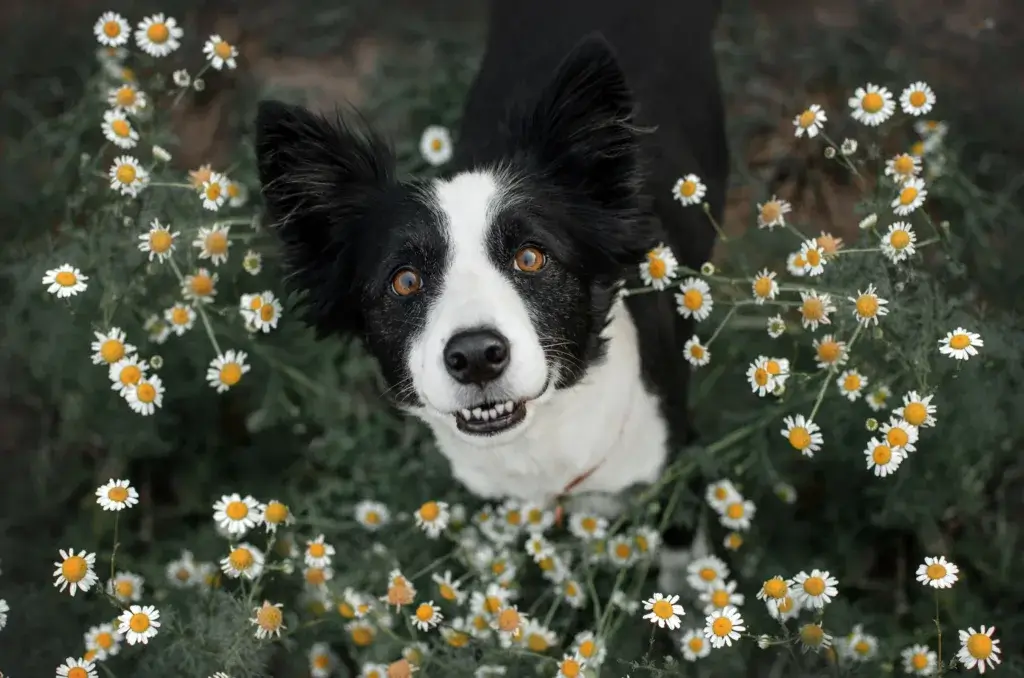 Border Collie in a field of daisy's looking up at the camera.