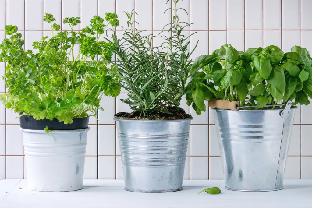 Herbs in a windowsill in silver pots.