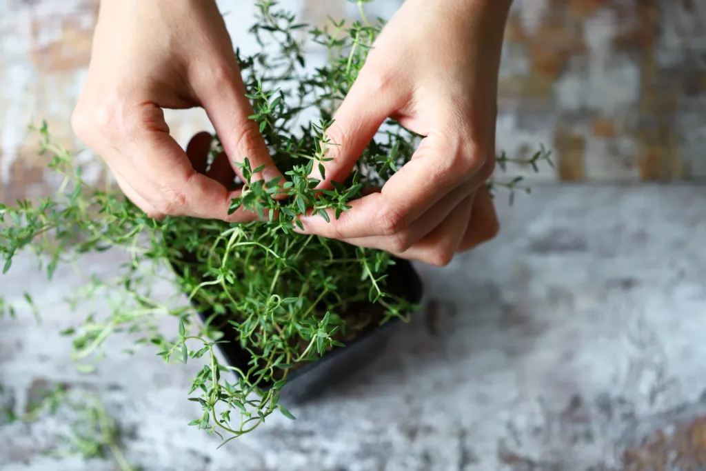 Hands tending to a thyme plant.