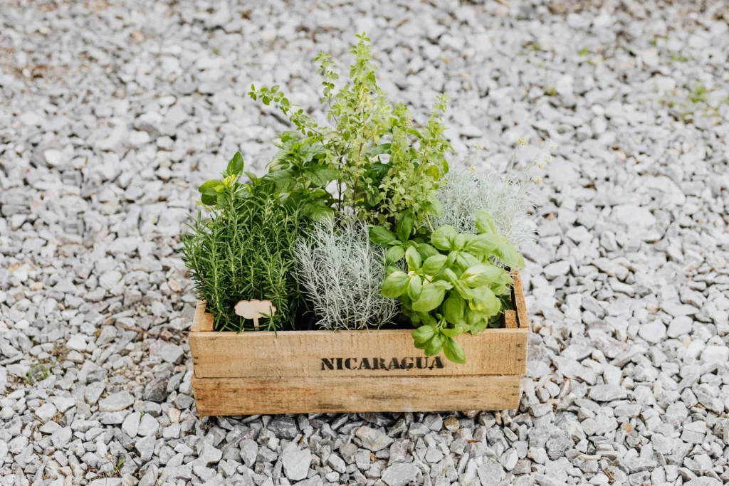 A wooden crate filled with fresh herbs like basil, rosemary, and spearmint on gravel in natural light.
