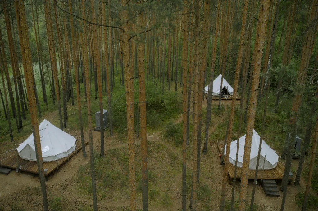 Aerial shot of glamping tents amidst tall pine trees in Tver Oblast forest, Russia.