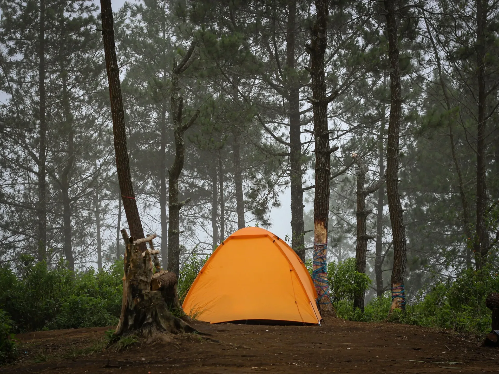 A vibrant orange tent set amidst tall trees in a misty forest, perfect for camping adventures.