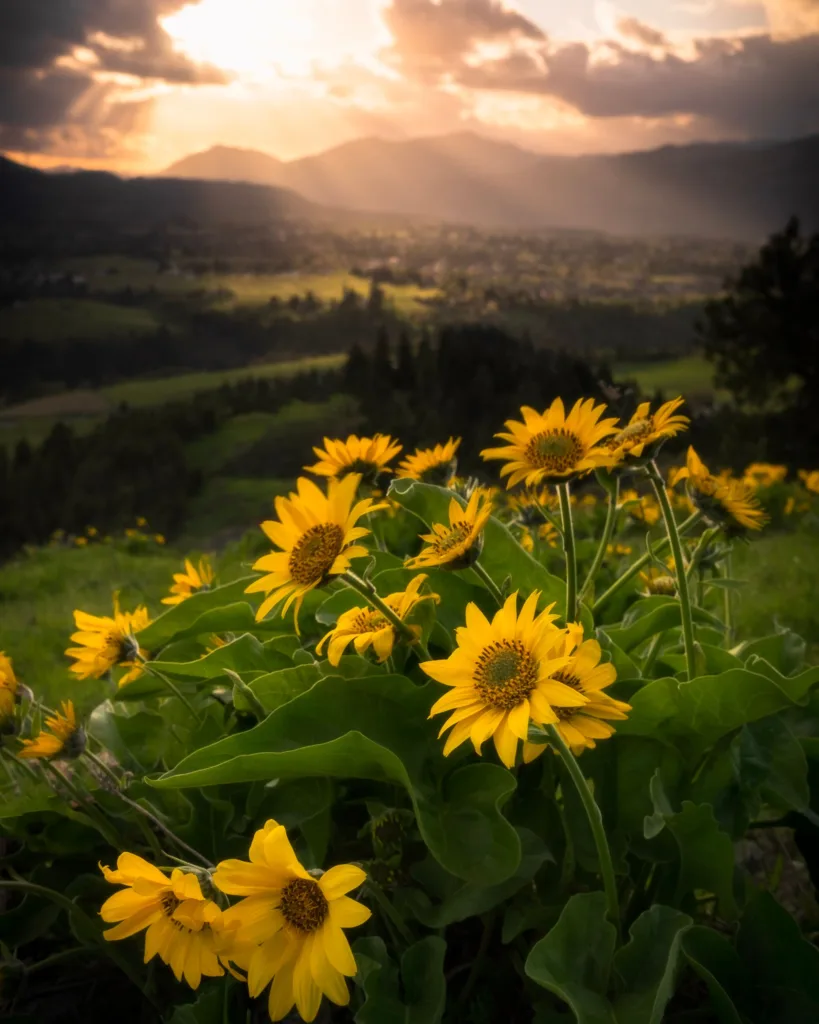 Vibrant sunflowers bask in sunset glow over Hood River, Oregon's tranquil landscape.